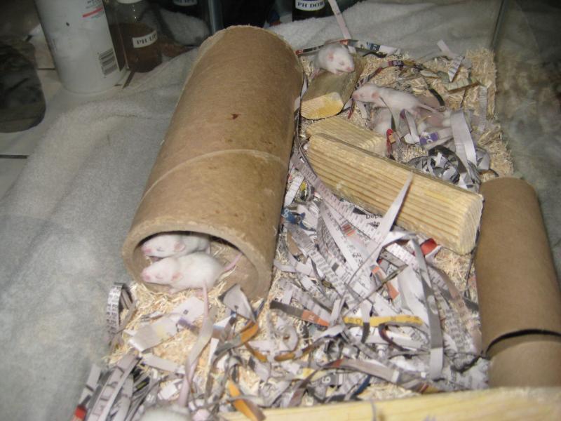 African soft-furred rat