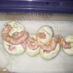 albino ball python hatch juggler bp