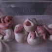 albino ball python hatch juggler bp
