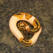 high orange pied